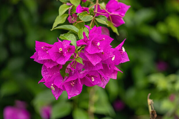 観葉植物の花