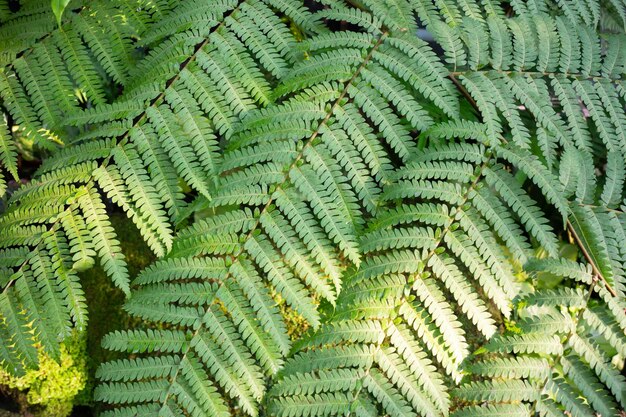 Ornamental plant in the garden