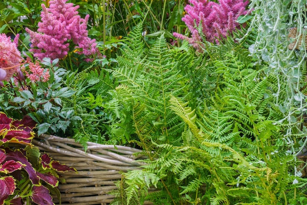 観葉植物とハーブ 美しい植物の背景