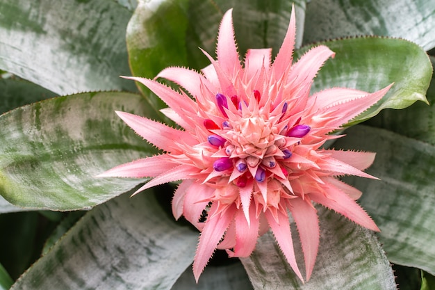 Piante ornamentali, fiore rosa bromelia, con foglie verdi.