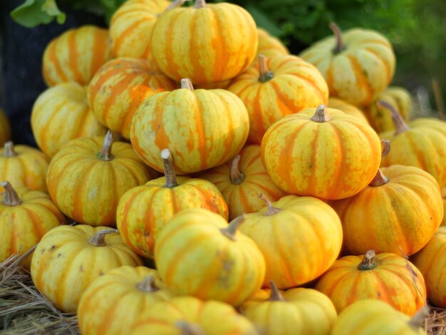 Ornamental pumpkins