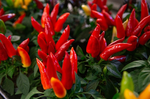 Photo ornamental red peppers in pots