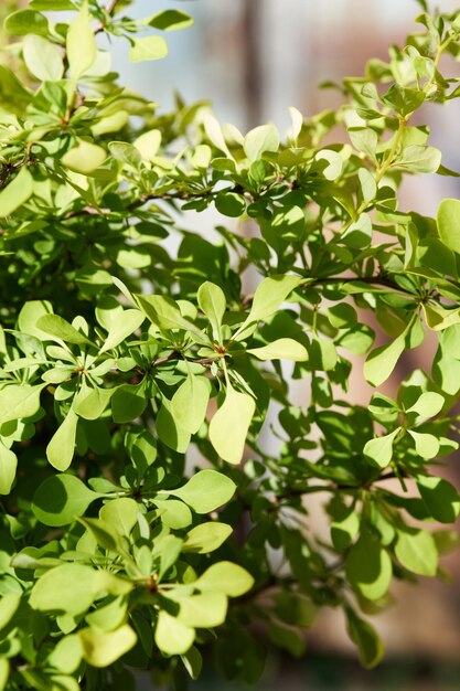 Ornamental shrub Berberis Aurea closeup