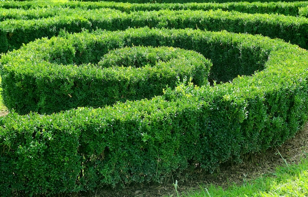 Ornamental spiral shape trimmed shrubs in the garden