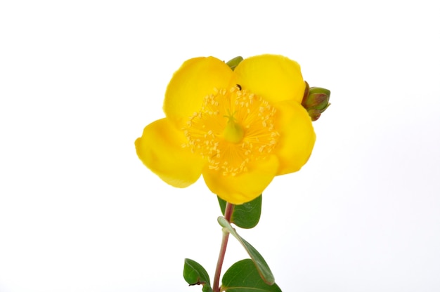 Ornamental St. John's Wort on a white background