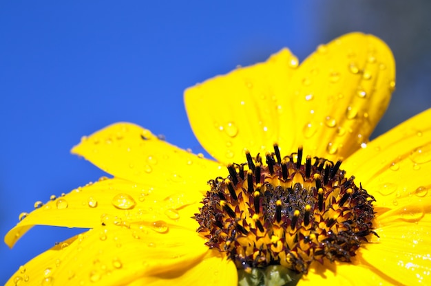 Ornamental sunflower on wallblue sky