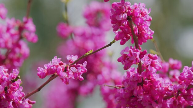 Ornamental tree blooming with beautiful pink colored flowers trees in spring close up