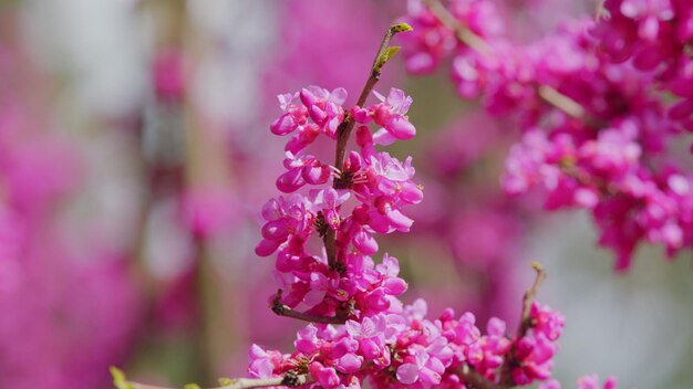Ornamental tree blooming with beautiful pink colored flowers trees in spring close up