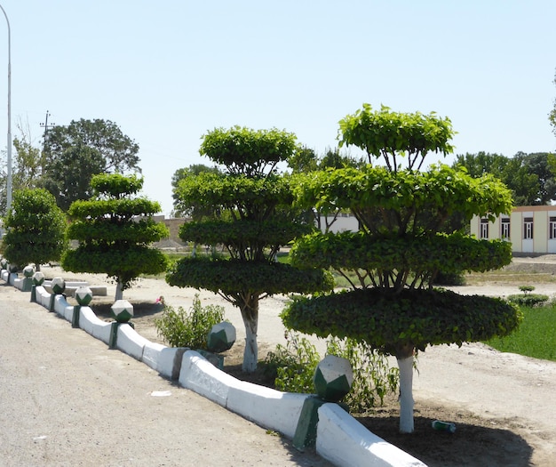 Ornamental trees with unusual pruning