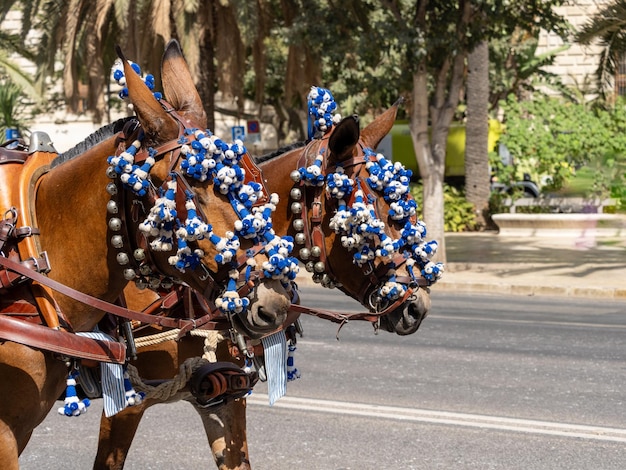 Photo ornaments on the head of carriage mules