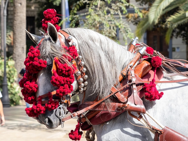 写真 車馬の頭の装飾品