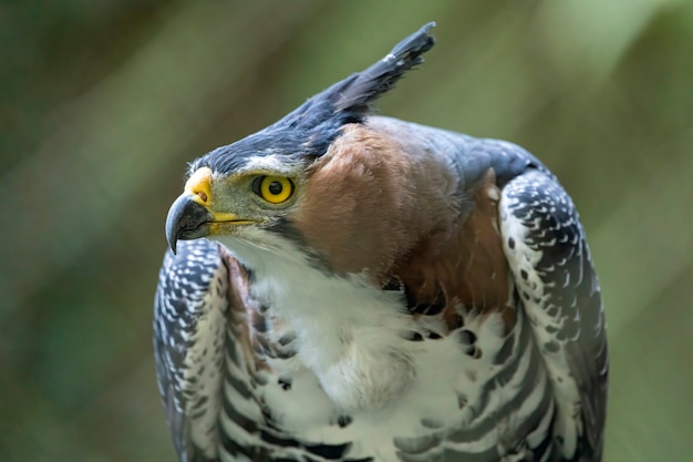 華やかなタカワシ（Spizaetus ornatus）は、熱帯アメリカ大陸からのかなり大きな猛禽類です。