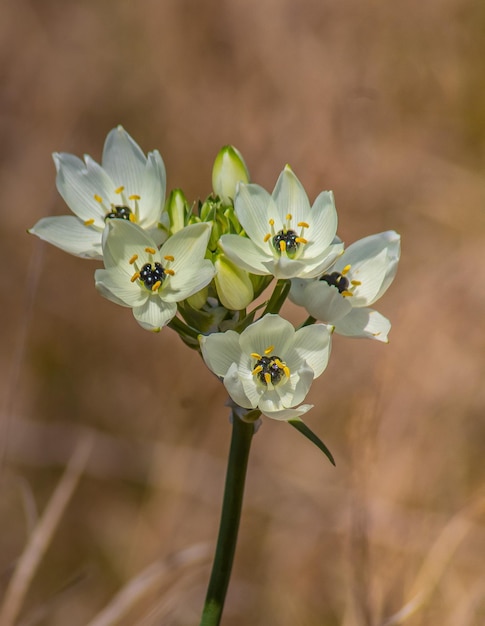 Ornithogalum Arabicum in Macro Photography