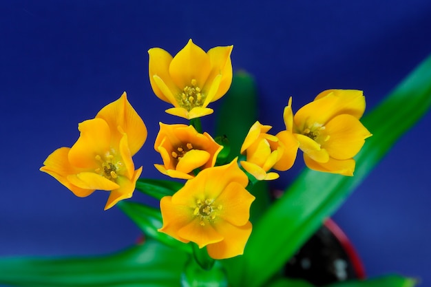 Ornithogalum dubium blossom