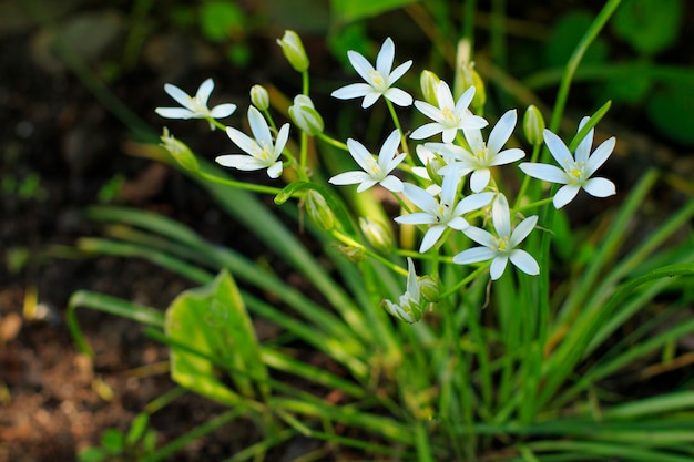 정원에서 Ornithogalum 꽃이 핀다. 야생의 꽃