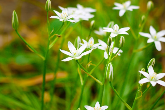 Ornithogalum 꽃 근접 촬영 (베들레헴의 별)