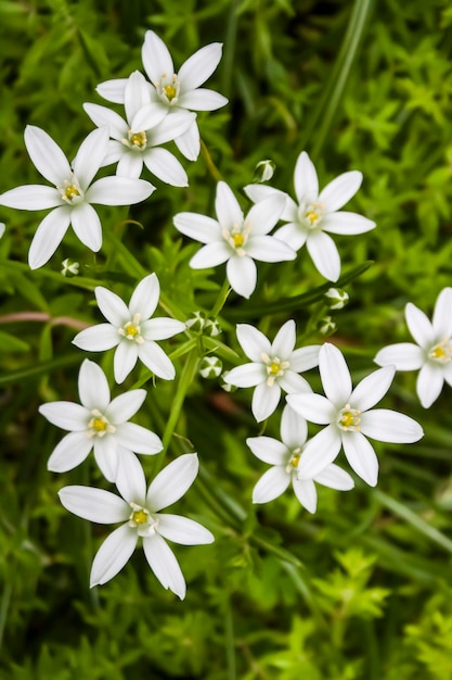 Ornithogalum 꽃 근접 촬영 베들레헴의 별