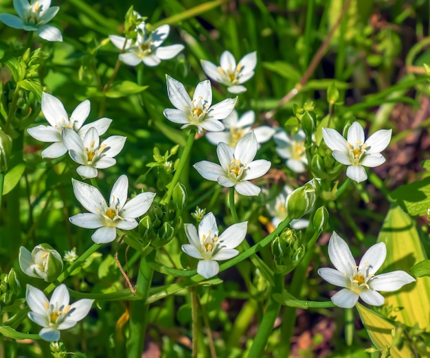 Ornithogalum 정원 starofBethlehem 풀 릴리 napatnoon 또는 열한시 여인