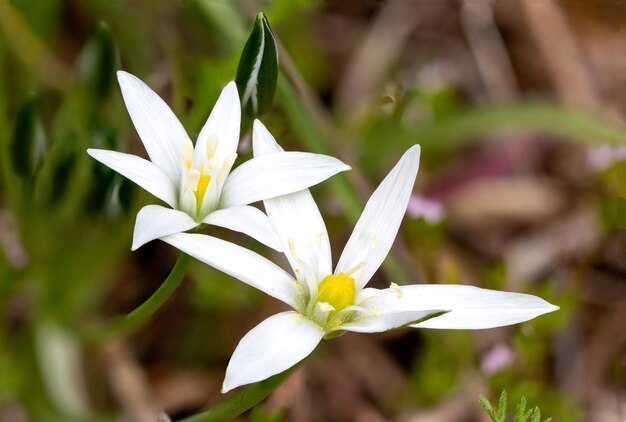 ornithogalum umbellatum bloem gevonden in de natuur