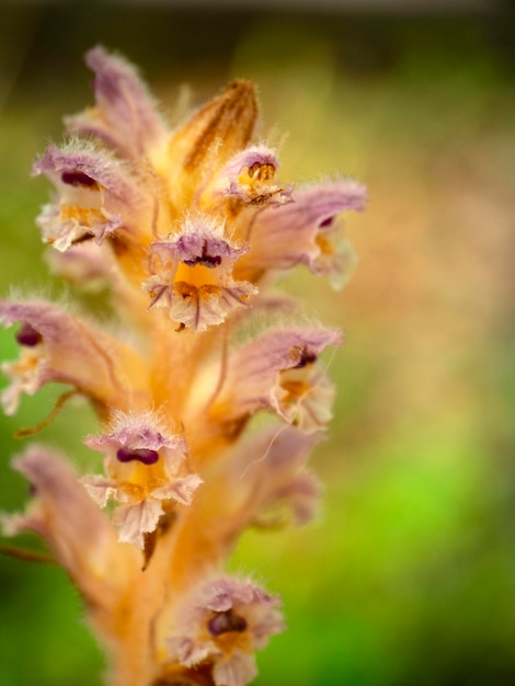 Orobanche minor beautiful plant holoparasitic flowering plant parasite plant