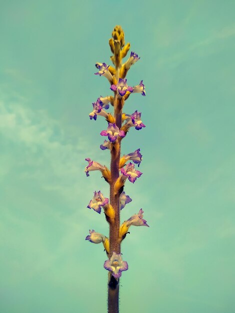 Photo orobanche ramosa wild plant isolated on haze background