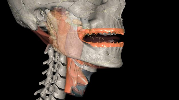 Photo the oropharynx is the middle chamber of the pharynx that passes food from the mouth into the laryngopharynx