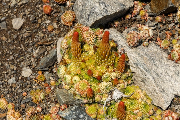 Orostachys spinosa wilde planten op het Baikalmeer