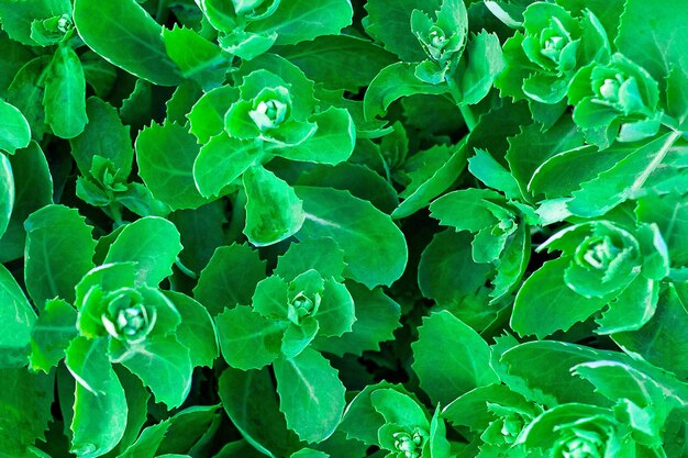 Orpine plant leaves make green background. green foliage pattern. hylotelephium telephium leaves. Sedum telephium foliage top view. soft focus