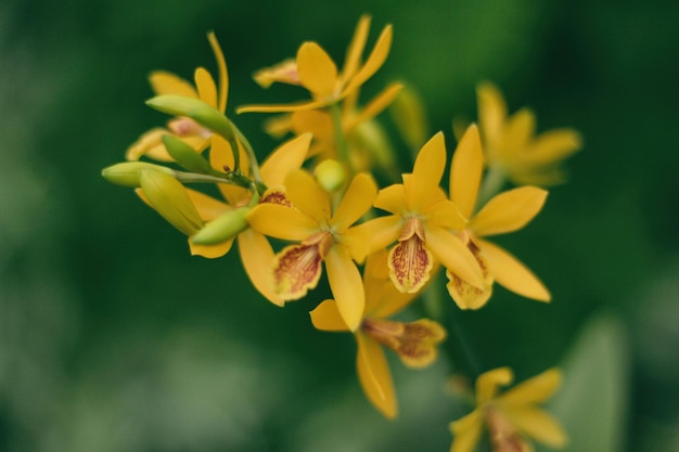 Photo orqudea amarilla