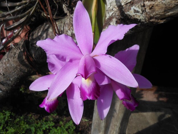 Foto orquidea cattleya