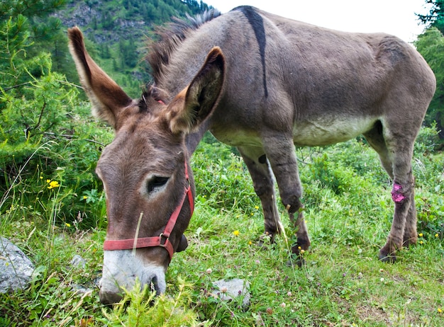 Parco orsiera, regione piemonte, italia: un asino libero nel parco