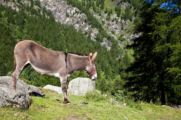 Orsiera Park, Piedmont Region, Italy: a donkey free in the park