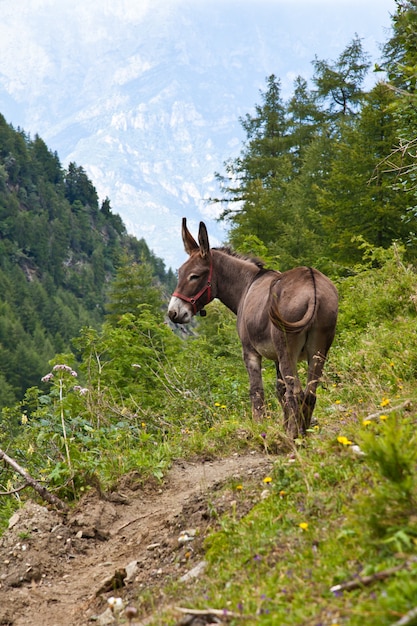 Orsiera Park, regio Piemonte, Italië: een ezel vrij in het park