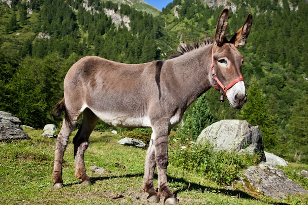 Orsiera Park, regio Piemonte, Italië: een ezel vrij in het park