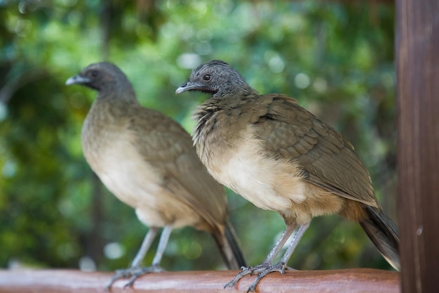 ORTALIS VETULA brown-winged birds are sitting West Mexican Chachalaca