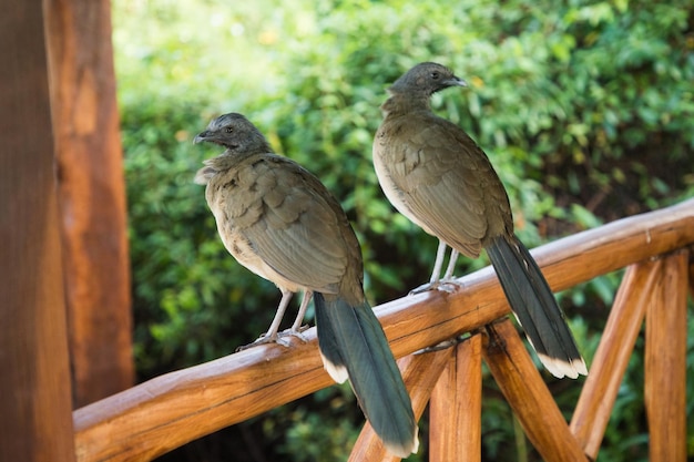 ORTALIS VETULA 갈색 날개 새가 앉아 있는 서부 멕시코 Chachalaca