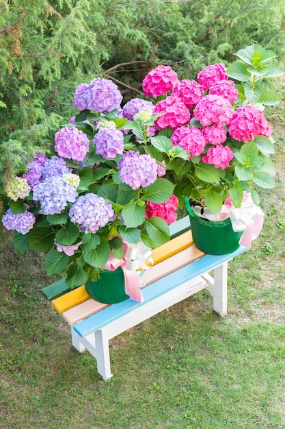 Ortensia flowers Hydrangea as decoration garden Romantic and delicate gift