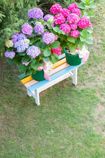 Ortensia fiori ortensia come decorazione da giardino regalo romantico e delicato