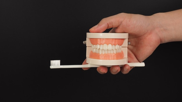 Orthodontisch model van tanden en tandenborstel ter beschikking op zwarte achtergrond.