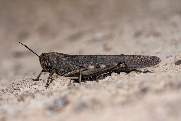 Orthoptera are paurometabolic insects with chewy mouthparts