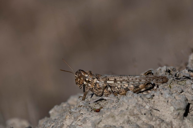 Orthoptera are paurometabolic insects with chewy mouthparts