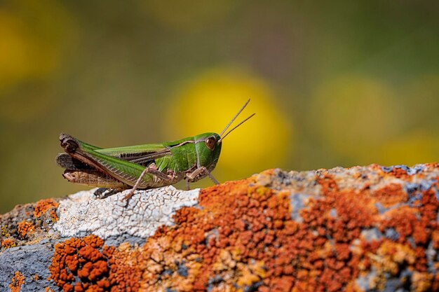 Photo orthoptera are paurometabolic insects with chewy mouthparts