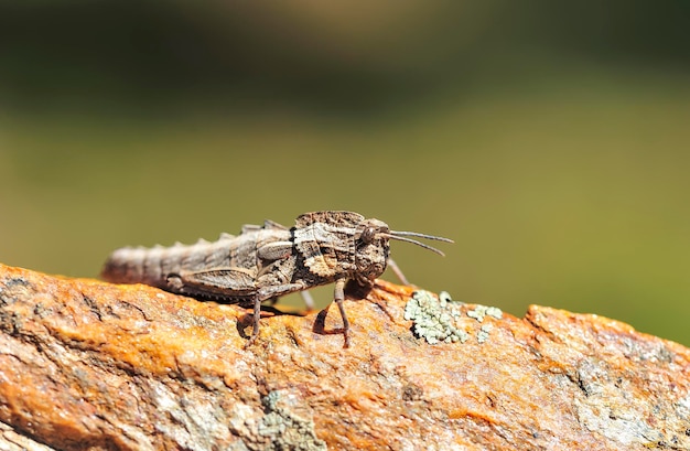 Orthoptera zijn paurometabolische insecten met taaie monddelen