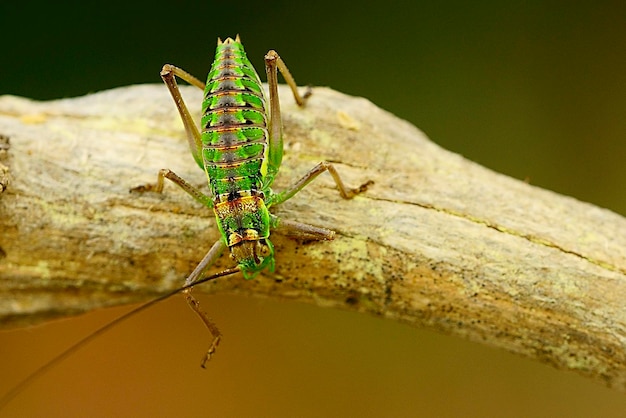 Orthoptera zijn paurometabolische insecten met taaie monddelen