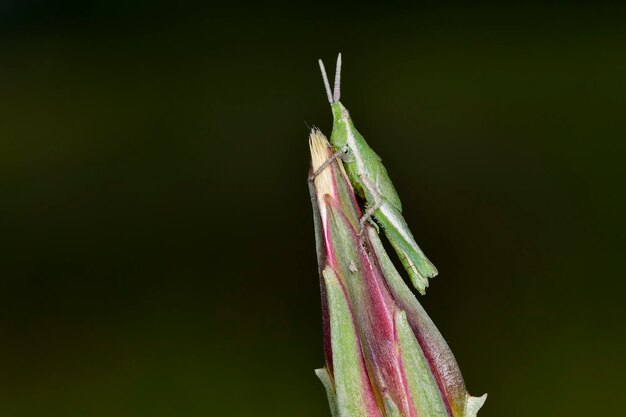 Orthoptera zijn paurometabolische insecten met taaie monddelen