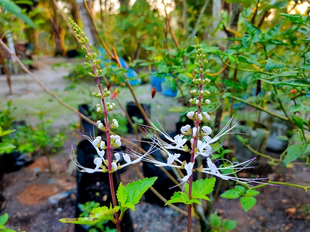 Orthosiphon aristatus which is in the garden of the house area