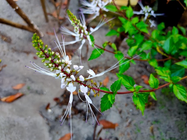 Orthosiphon aristatus which is in the garden of the house area