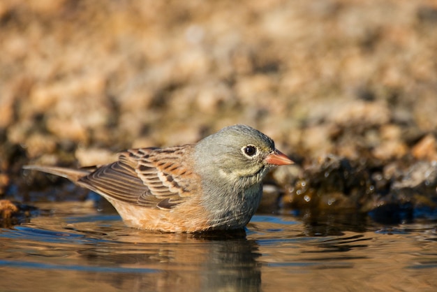 Ортолан Бантинг (Emberiza hortulana) стоит в воде