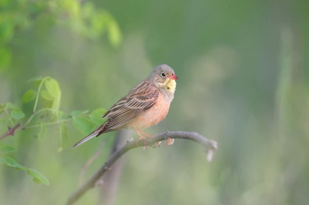 Photo ortolan emberiza hortulana