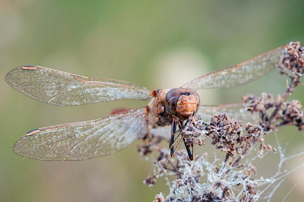 ortrait of a dragonfly in closeup in morning dew drops Macro